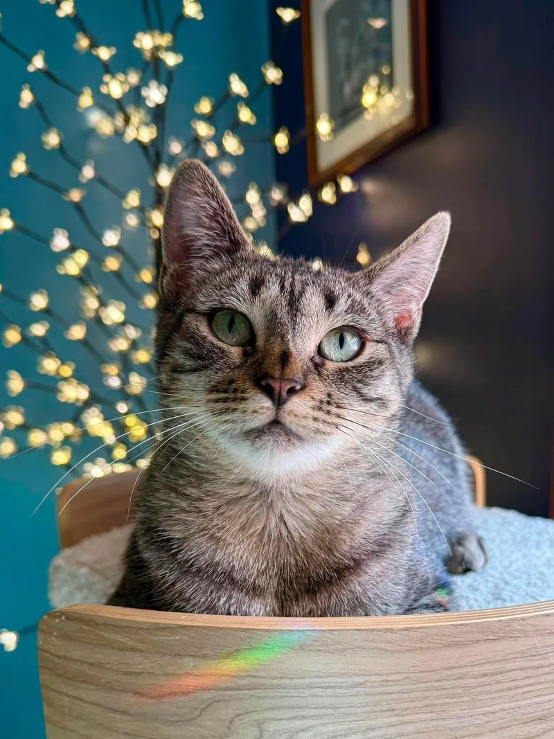 An adult medium-sized female Tabby (Brown / Chocolate) Domestic Short Hair cat named Squeak for adoption in Stoughton, WI