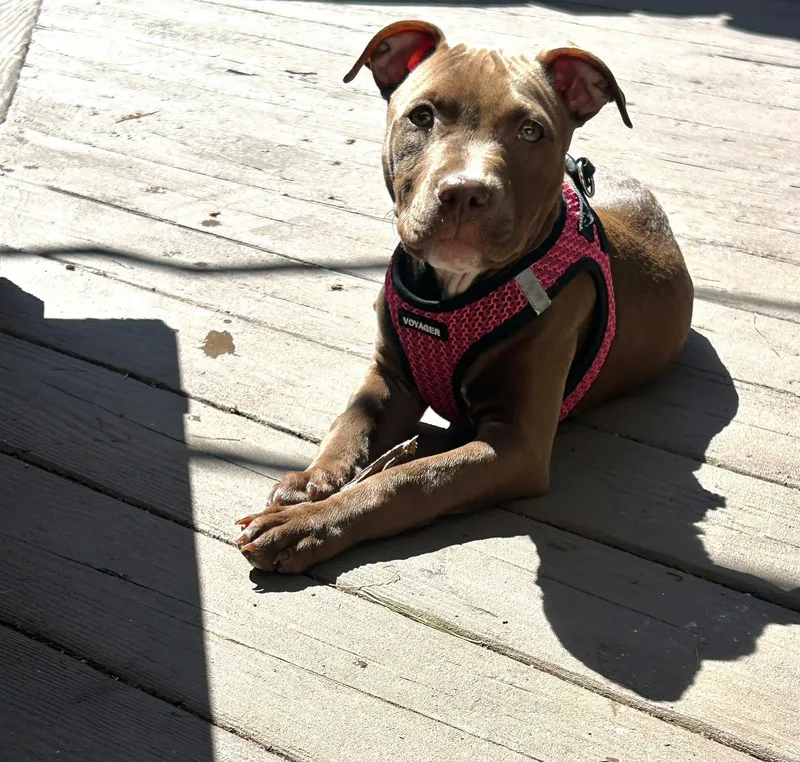 A baby medium-sized female Brown / Chocolate Pit Bull Terrier dog named Henrietta for adoption in Oceanport, NJ