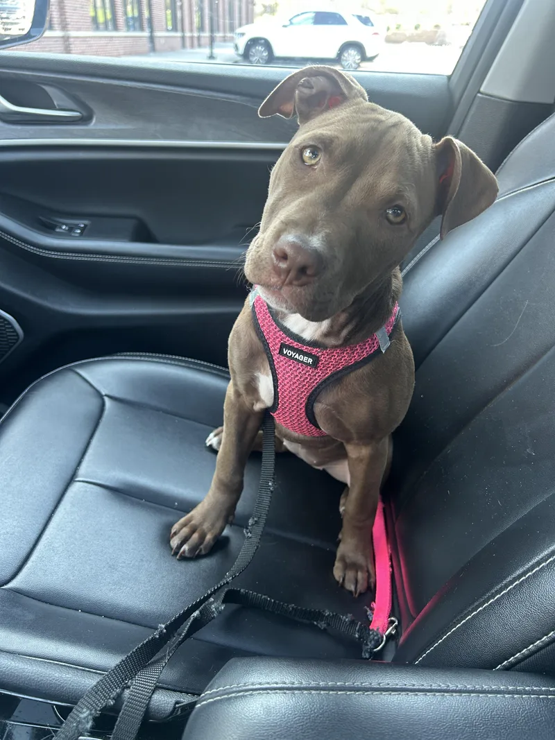 Henrietta thumbnail 2