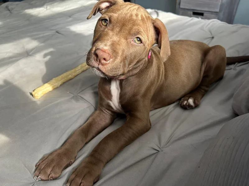 Henrietta thumbnail 4