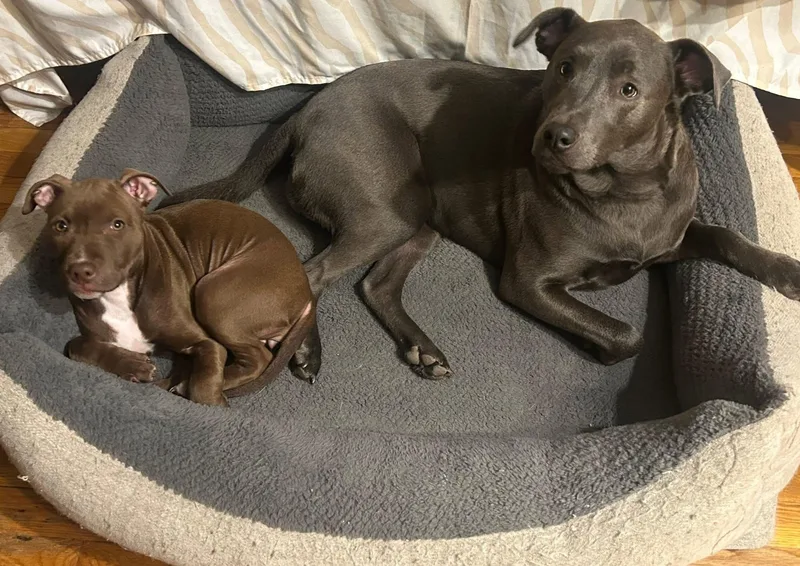 Henrietta thumbnail 5