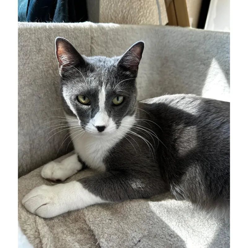 A young medium-sized female Gray & White Domestic Short Hair cat named Vanya for adoption in Morgan Hill, CA