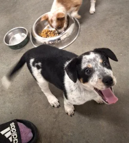 A baby small-sized female Australian Cattle Dog / Blue Heeler dog named Riley for adoption in Mountain View, AR