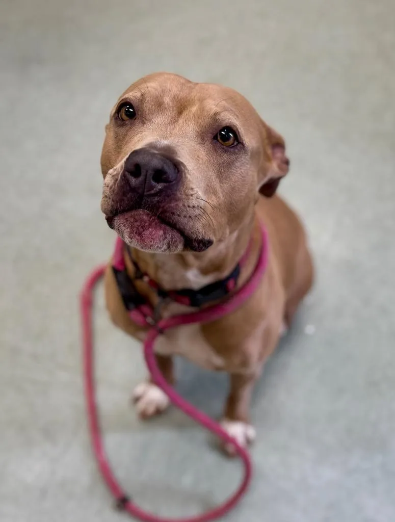 An adult medium-sized female Pit Bull Terrier dog named Sunshine for adoption in Danielsville, GA