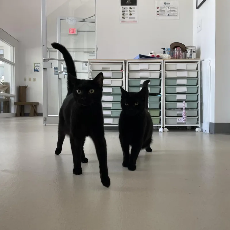 A young large-sized male Black Domestic Short Hair cat named Bashful for adoption in Warwick, RI