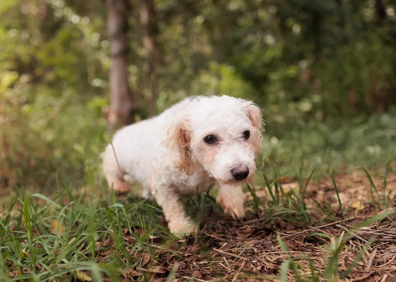 Peony  Transport thumbnail 4