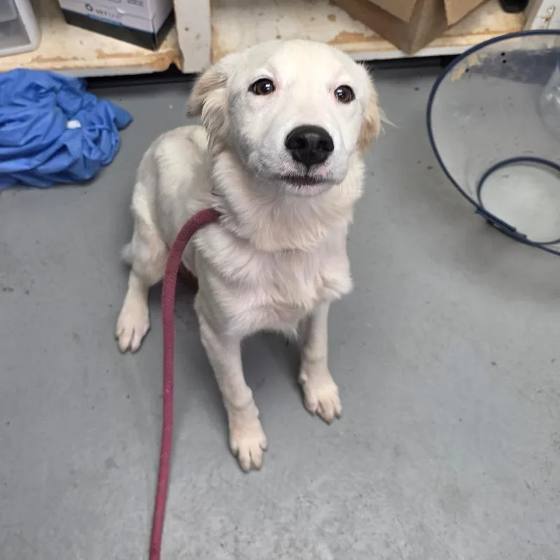 A baby medium-sized female White / Cream Great Pyrenees dog named Cotton for adoption in Duncan, OK