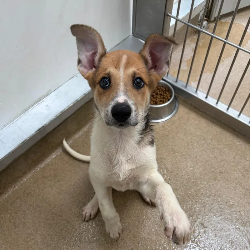 A baby small-sized female White / Cream Shepherd dog named Ansley for adoption in Corpus Christi, TX