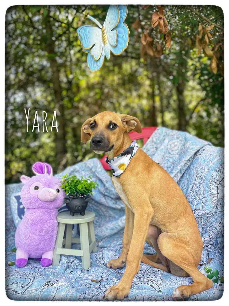 Yara thumbnail 6