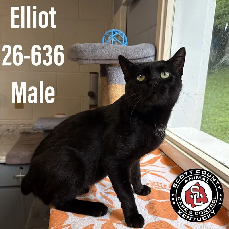 An adult small-sized male Domestic Short Hair cat named Elliot for adoption in Georgetown, KY