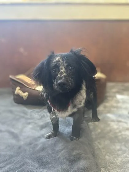 A young small-sized male Dachshund dog named Maverick for adoption in Burlington, WA
