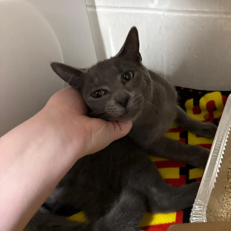 A young medium-sized male Gray / Blue / Silver Domestic Short Hair cat named Gravy Boat for adoption in Jacksonville, FL