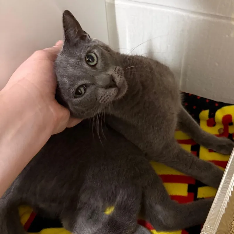 Gravy Boat thumbnail 2