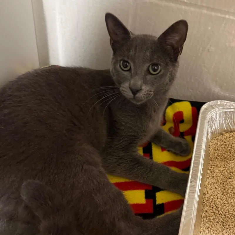 Gravy Boat thumbnail 3