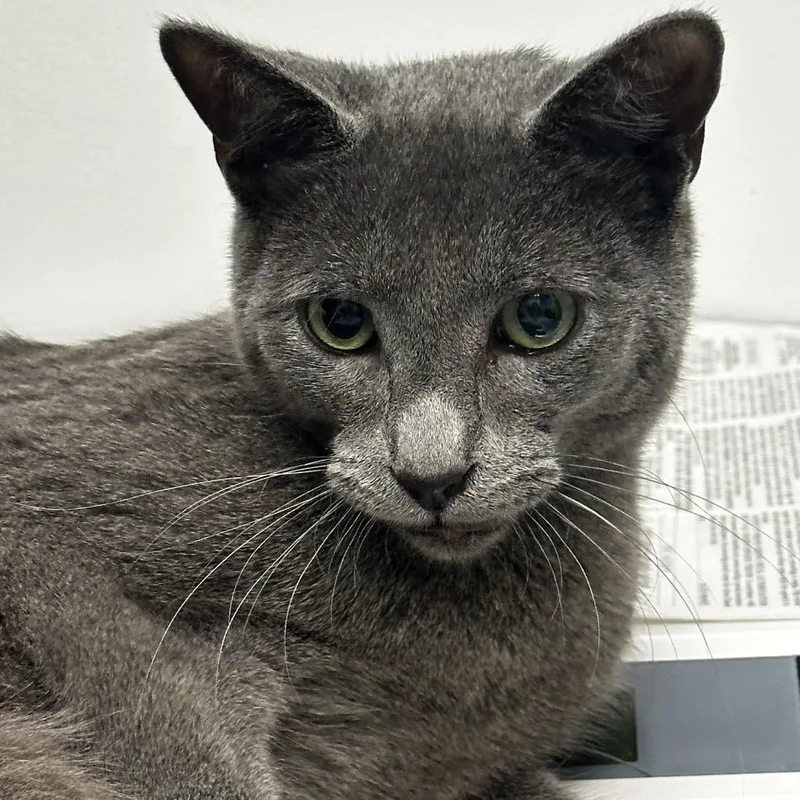 Gravy Boat thumbnail 4