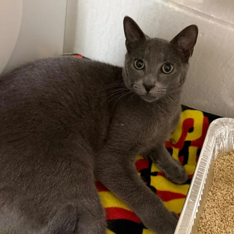 Gravy Boat thumbnail 5