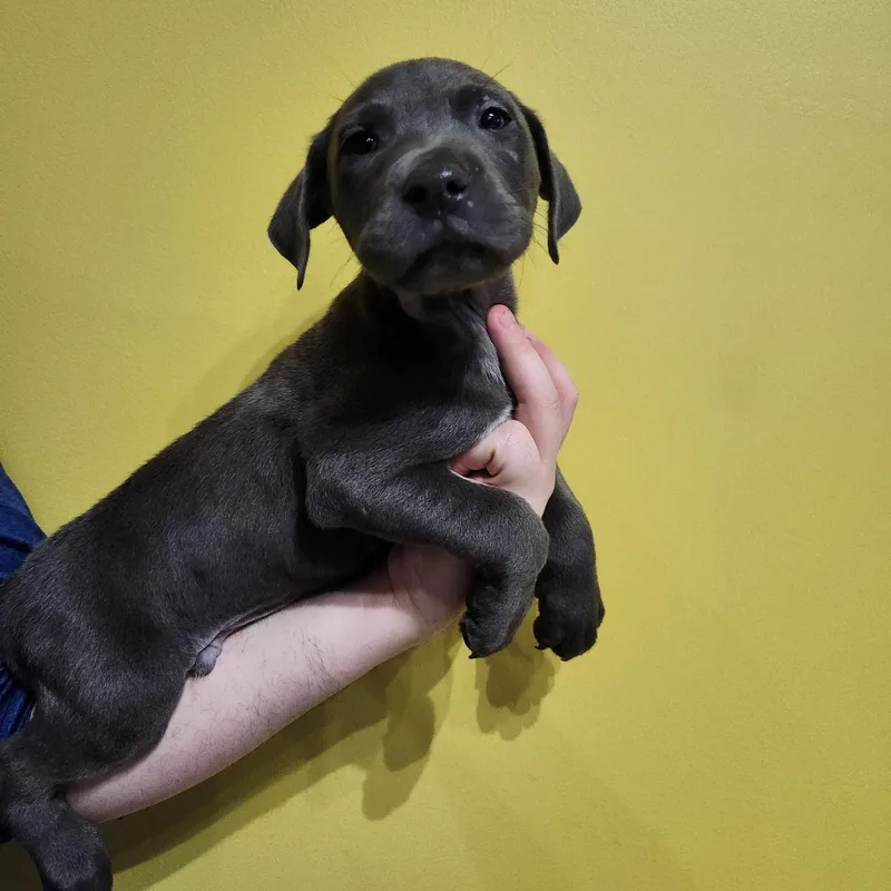 A baby medium-sized male Gray / Blue / Silver American Staffordshire Terrier dog named Master for adoption in Hamilton , NJ