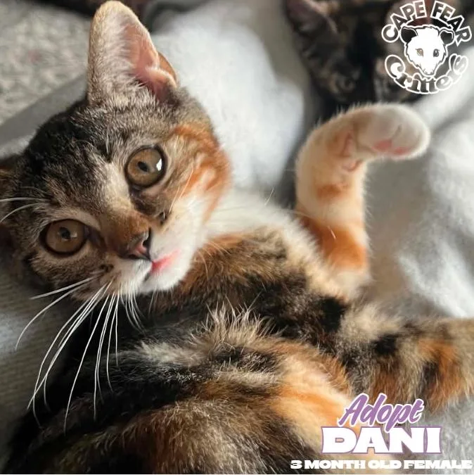 A baby small-sized female Torbie cat named Dani for adoption in Wilmington, NC