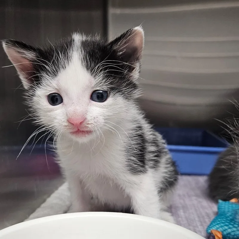 A baby small-sized female Domestic Short Hair cat named Sprite for adoption in Oneonta, NY