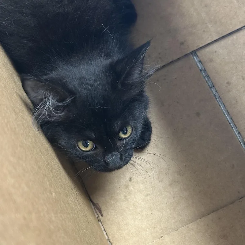 A baby small-sized female Black Domestic Long Hair cat named Julia for adoption in Starkville, MS