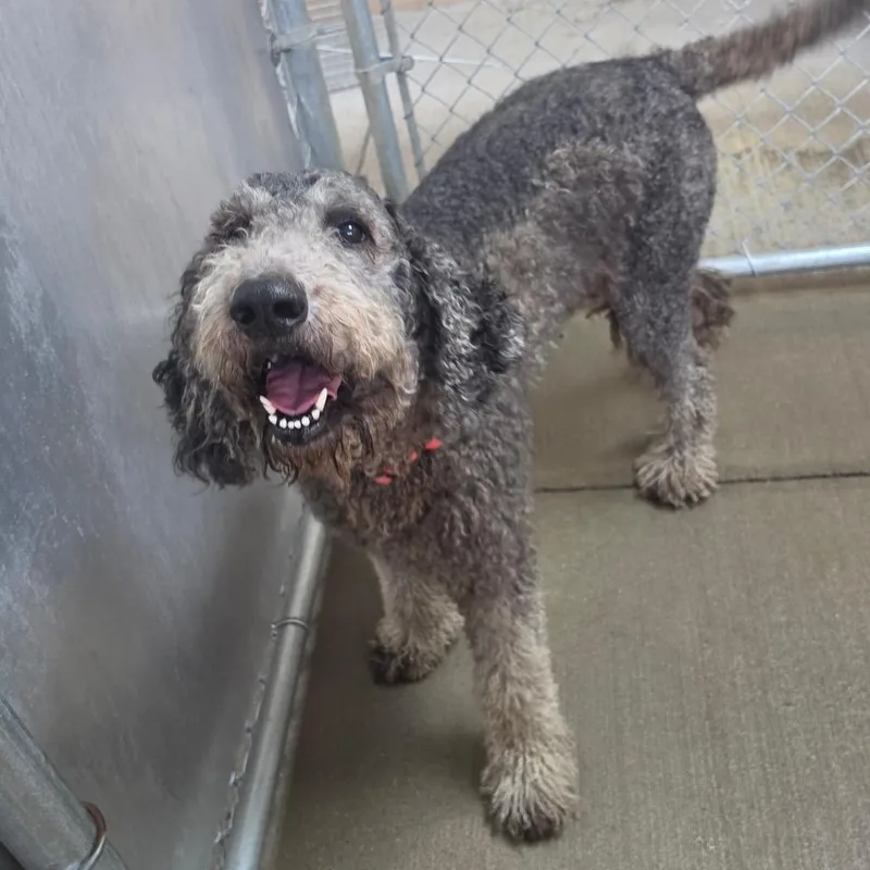 An adult medium-sized female Brown / Chocolate Standard Poodle dog named Willow for adoption in Delaware, OH