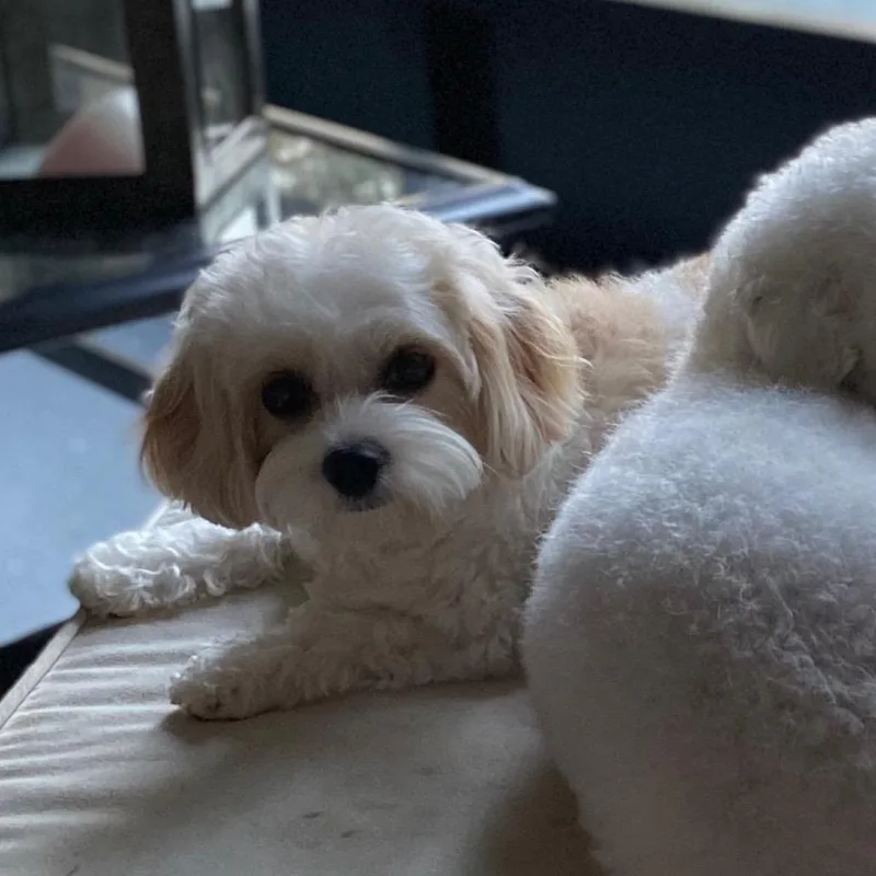 An adult small-sized female White / Cream Bichon Frise dog named Sophie for adoption in New Orleans, LA