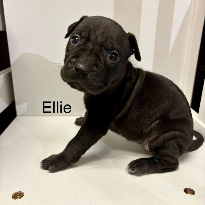 Ellie thumbnail 3