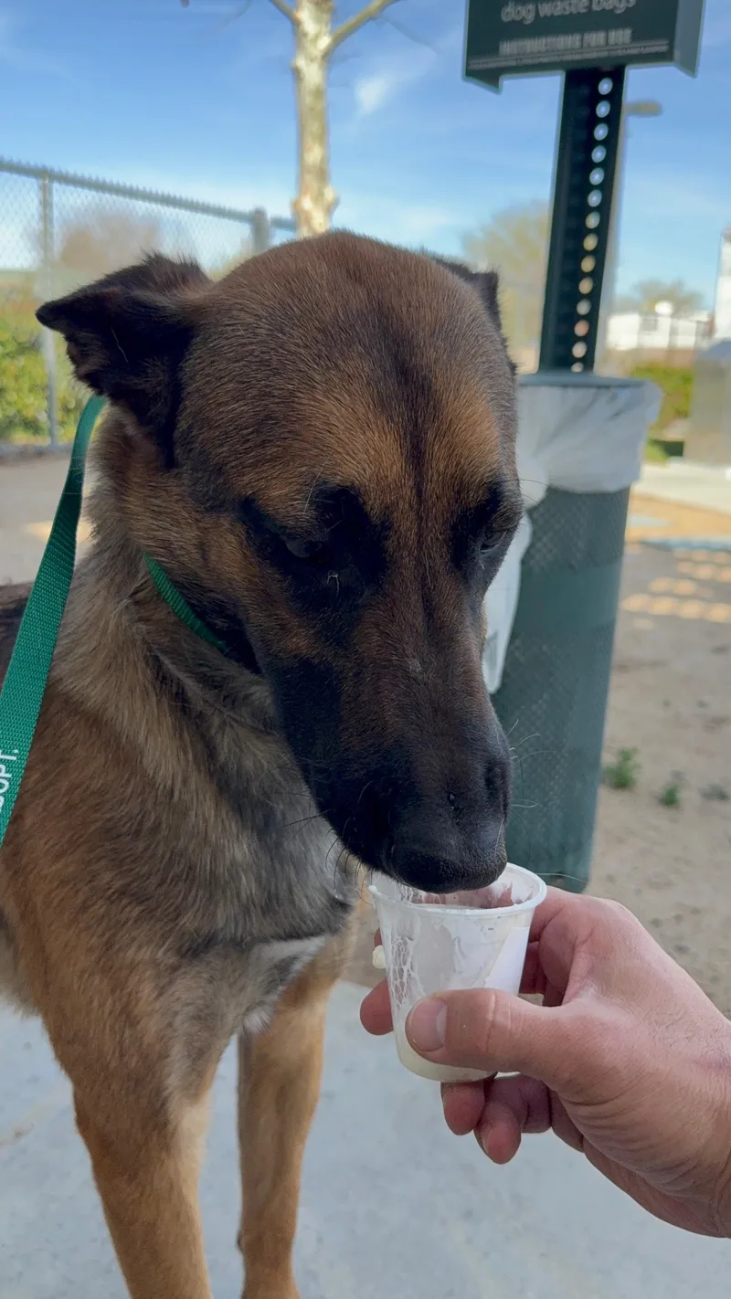 A young medium-sized female Belgian Shepherd / Malinois dog named Elenor for adoption in oriskany, NY