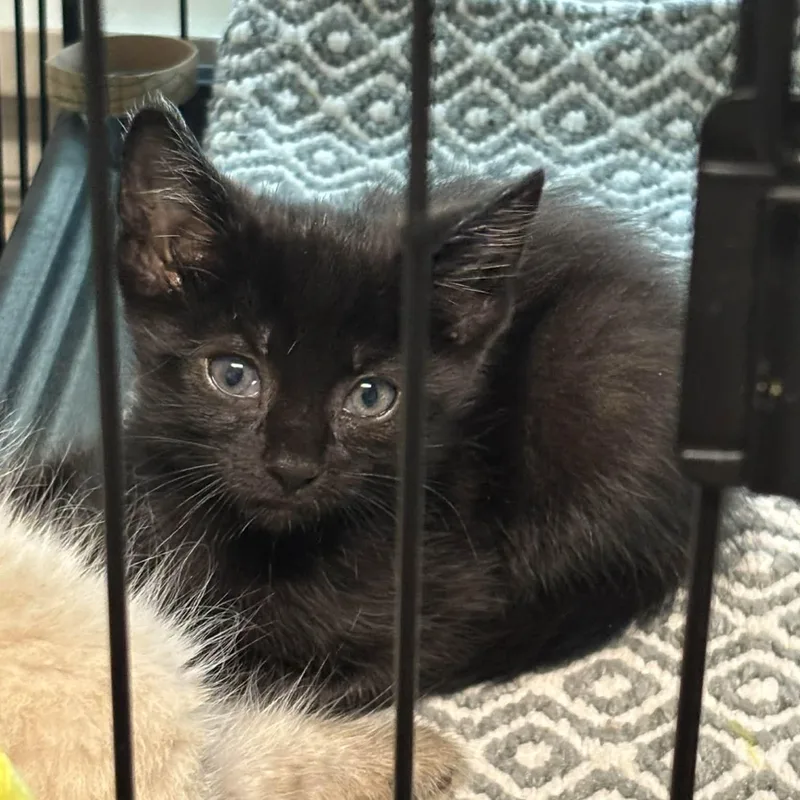 A baby medium-sized female Black Domestic Short Hair cat named Aimee for adoption in Delta, OH