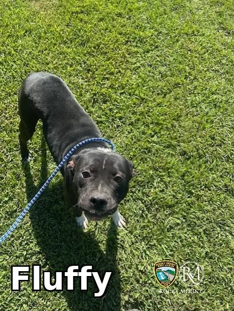 A young medium-sized female Pit Bull Terrier dog named Fluffy for adoption in Rocky Mount, NC