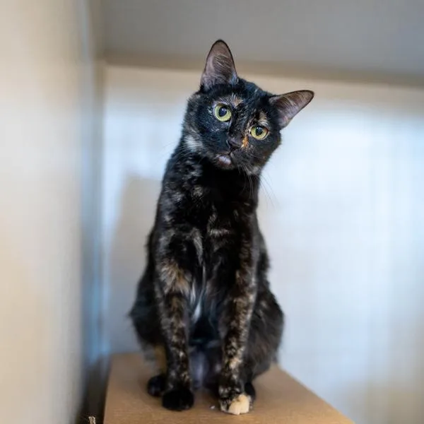 An adult small-sized female Domestic Short Hair cat named Minnie Bonded Buddy for adoption in Des Moines, IA
