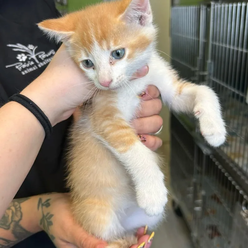 A baby small-sized male Orange / Red Domestic Short Hair cat named Daffy Duck for adoption in Emporia, KS