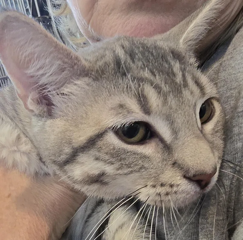 A baby small-sized female Domestic Short Hair cat named Sierra for adoption in Southbury, CT