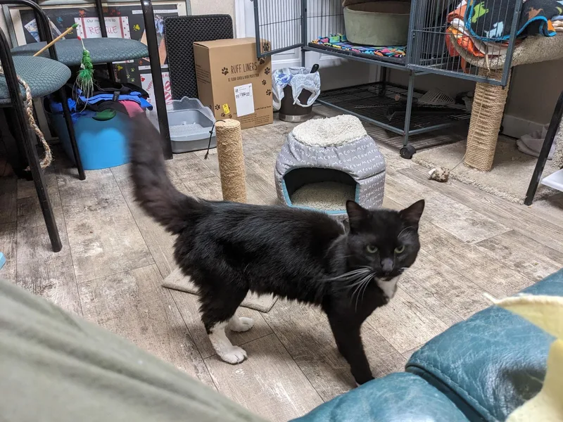 An adult medium-sized male Black & White / Tuxedo Domestic Long Hair cat named Harry for adoption in Cincinnati, OH