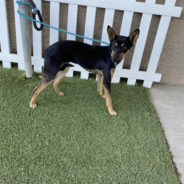 A young small-sized female Australian Kelpie dog named A for adoption in Modesto, CA