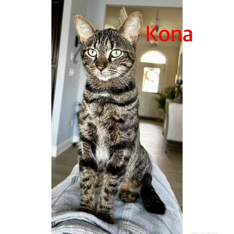 Kona