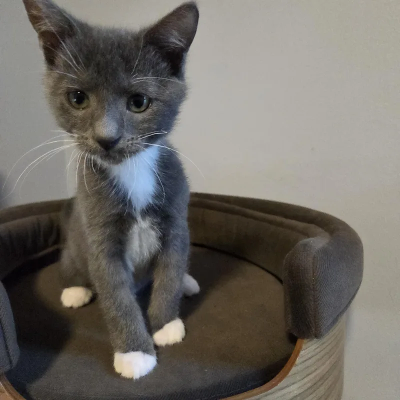 A baby large-sized male Gray & White Domestic Short Hair cat named Sir Samuel Vimes for adoption in Greensboro, NC
