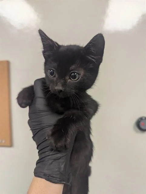 A baby small-sized male Domestic Short Hair cat named Rascal for adoption in Ontario, CA