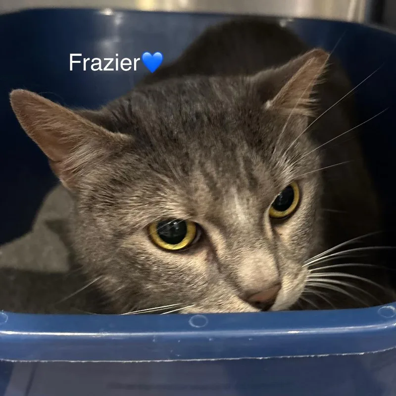An adult large-sized male Gray / Blue / Silver Domestic Short Hair cat named Frazier for adoption in Peachtree City, GA