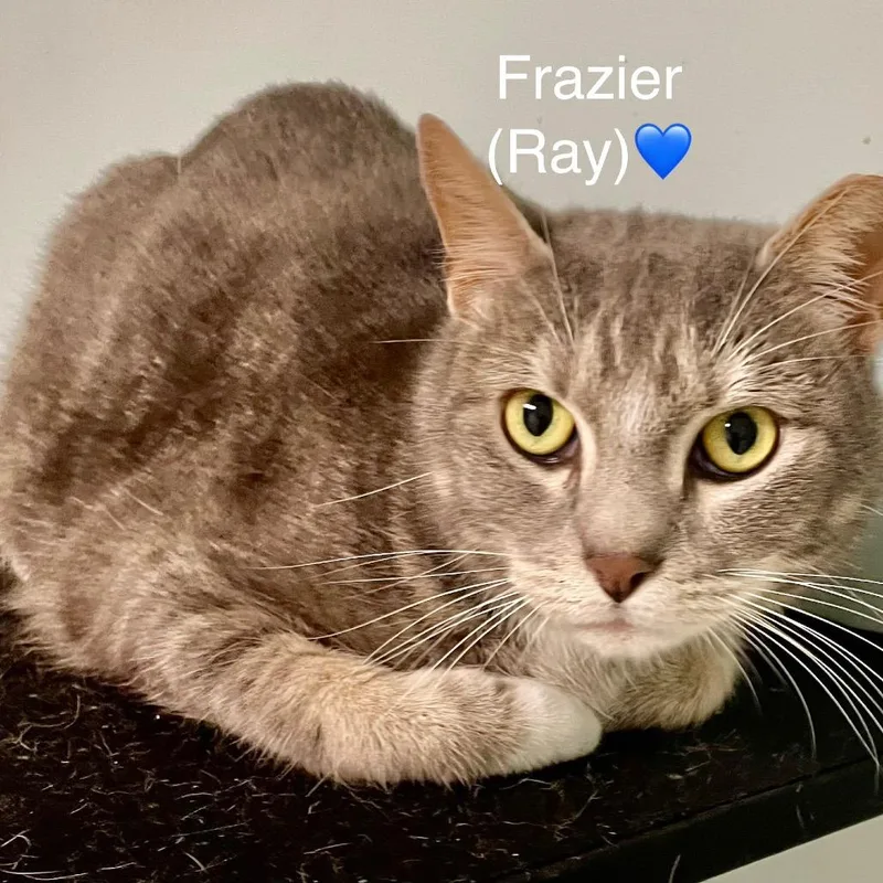 Frazier thumbnail 2
