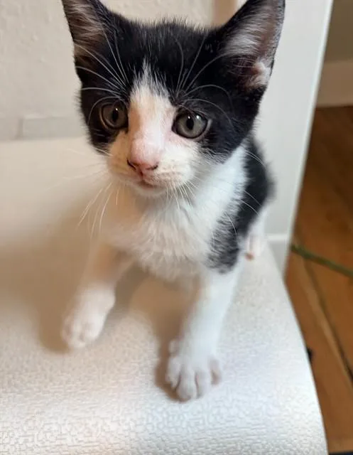 A baby small-sized male Domestic Short Hair cat named Fred for adoption in Peoria, IL