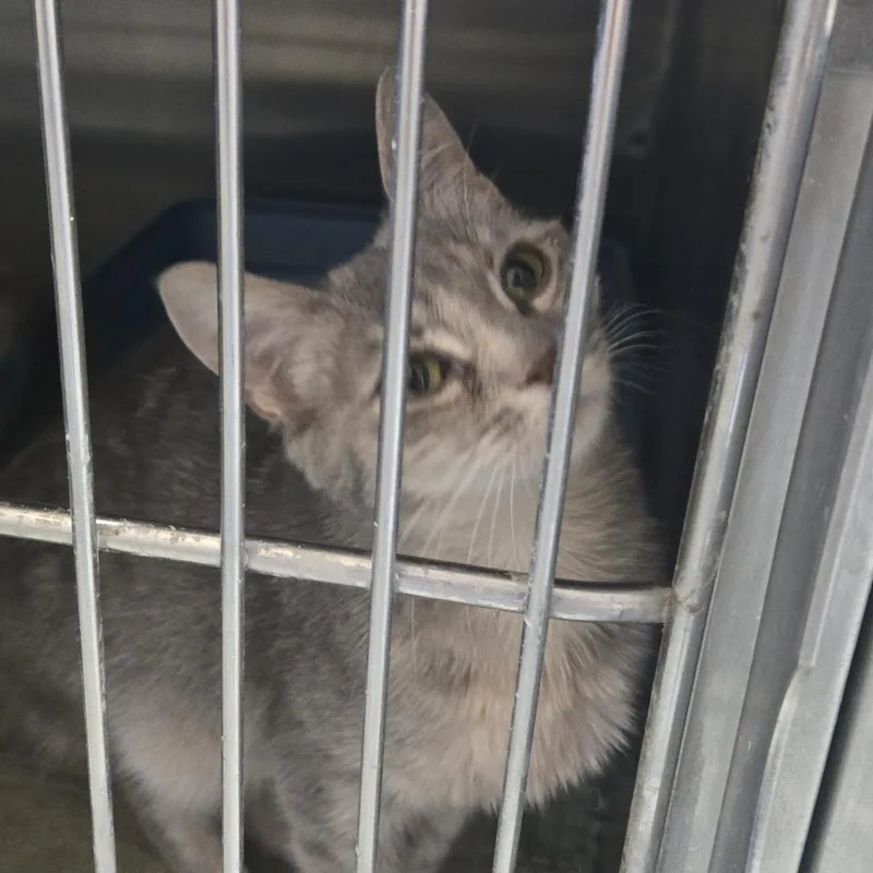 A young medium-sized female Gray / Blue / Silver Domestic Short Hair cat named Tilly for adoption in Tawas City, MI