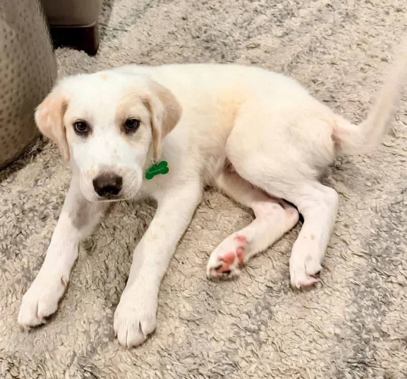 A young medium-sized male White / Cream Great Pyrenees dog named Mikey for adoption in Coppell, TX