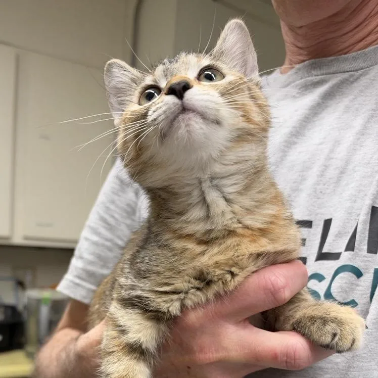 A baby small-sized female Brown / Chocolate Domestic Short Hair cat named Asuka for adoption in Colorado Springs, CO