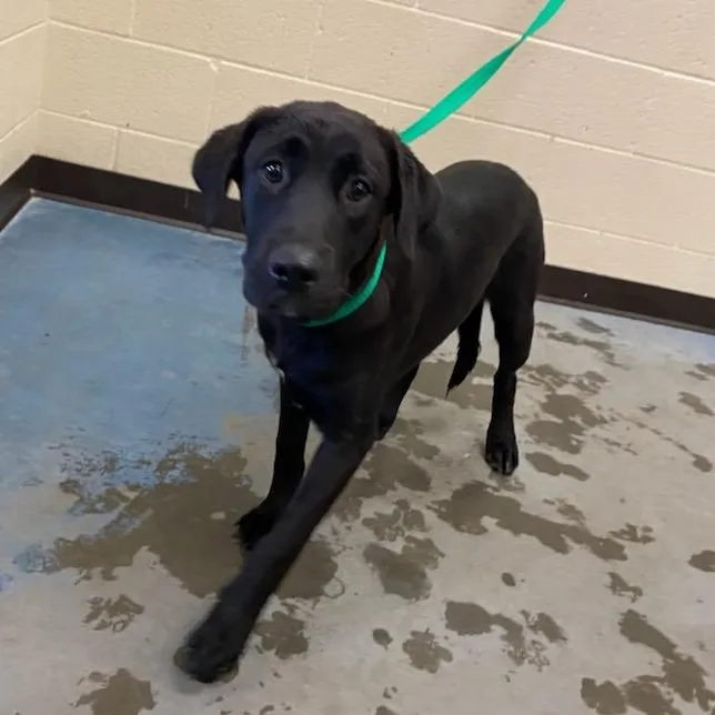 A young medium-sized female Mixed Breed dog named Wilma for adoption in Memphis, TN