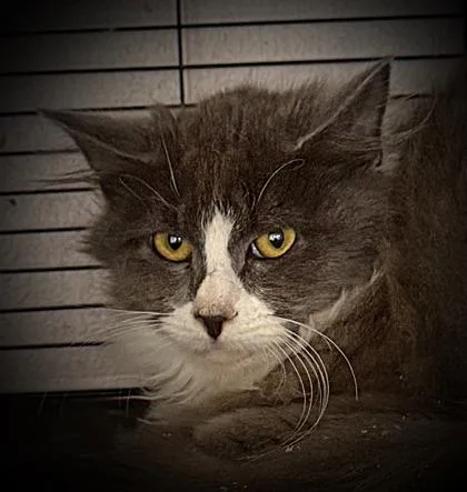An adult medium-sized male Domestic Long Hair cat named Jett for adoption in Klamath Falls, OR