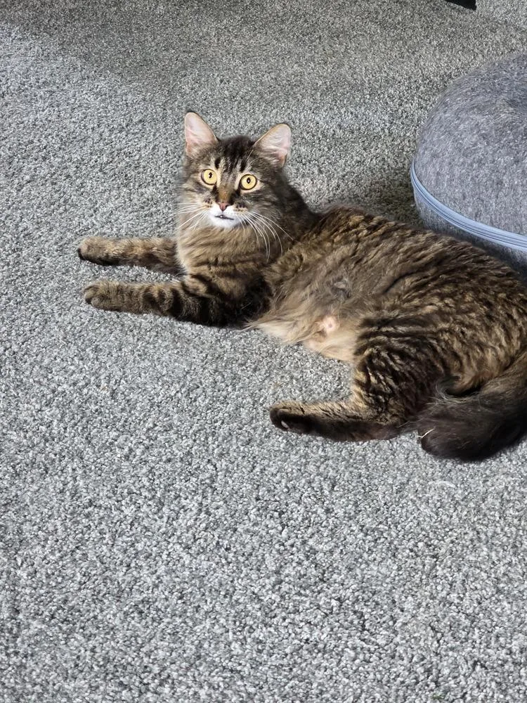 An adult medium-sized female Tabby (Brown / Chocolate) Domestic Medium Hair cat named Song for adoption in Metamora, IL