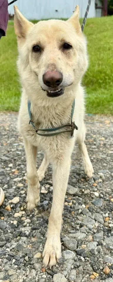 An adult large-sized male White / Cream German Shepherd Dog dog named Vice for adoption in Sparta, NC