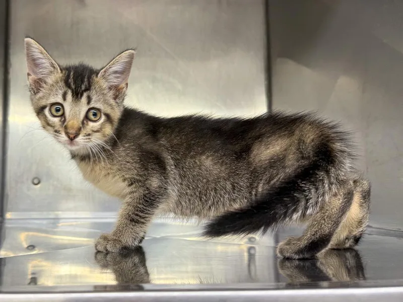 A baby small-sized female Domestic Short Hair cat named Aretha for adoption in Murray, KY
