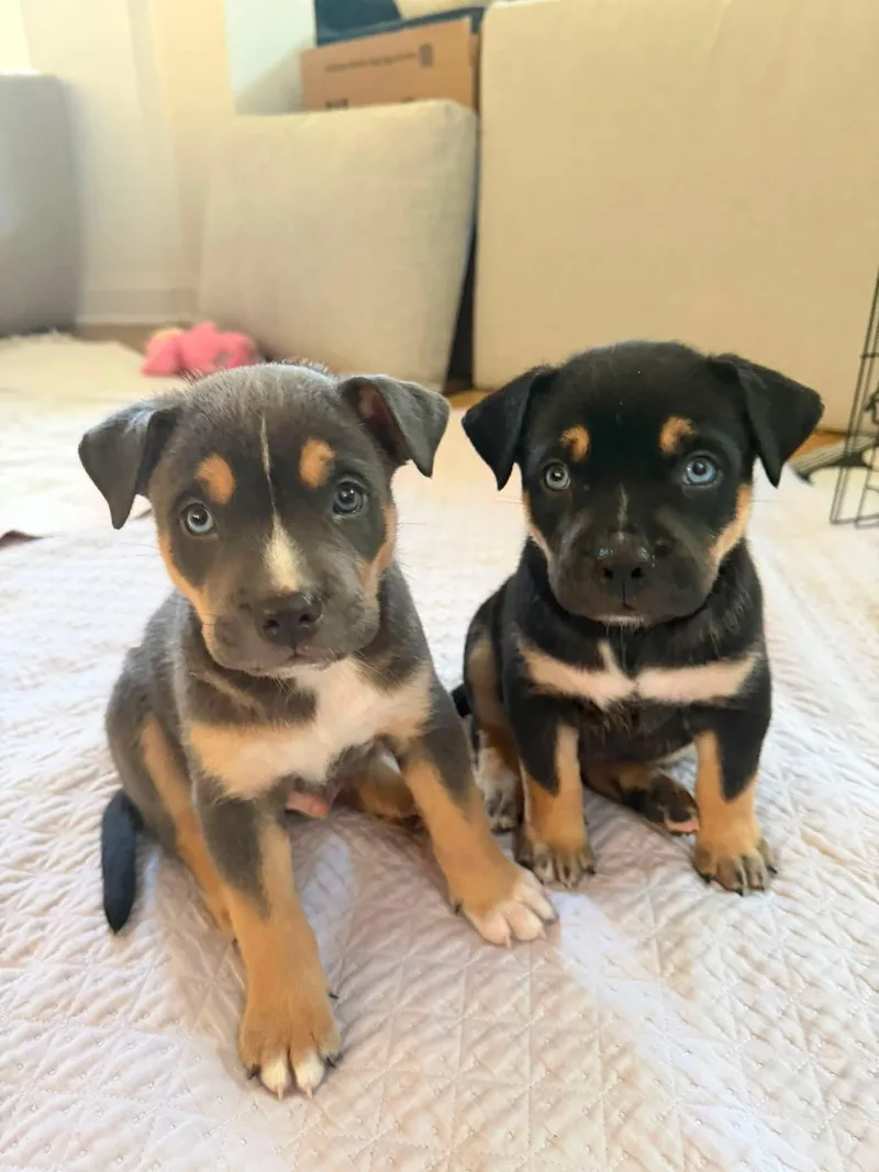 A baby medium-sized male American Staffordshire Terrier dog named FitzGerald Nuggets litter for adoption in Holly Springs, NC